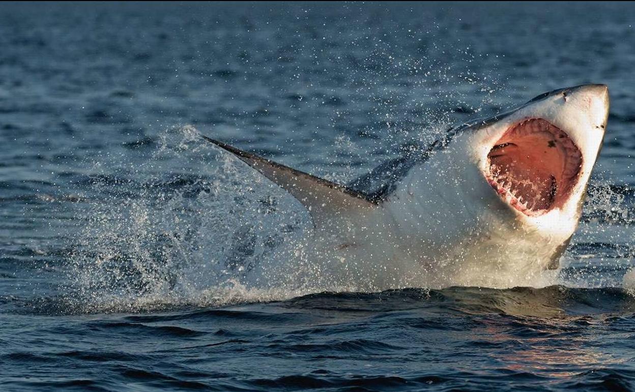 ¿Son los tiburones los mejores amantes?