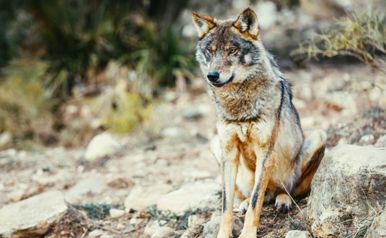 Imagen de un lobo ibérico en libertad. 