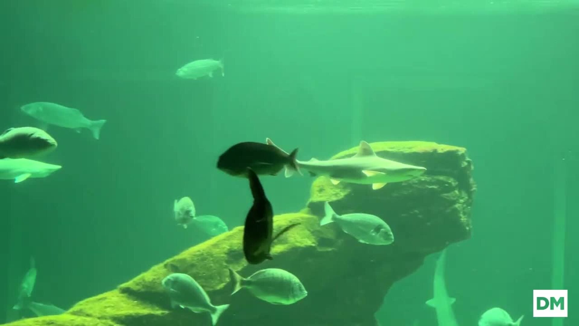 Los nuevos inquilinos del Museo Marítimo