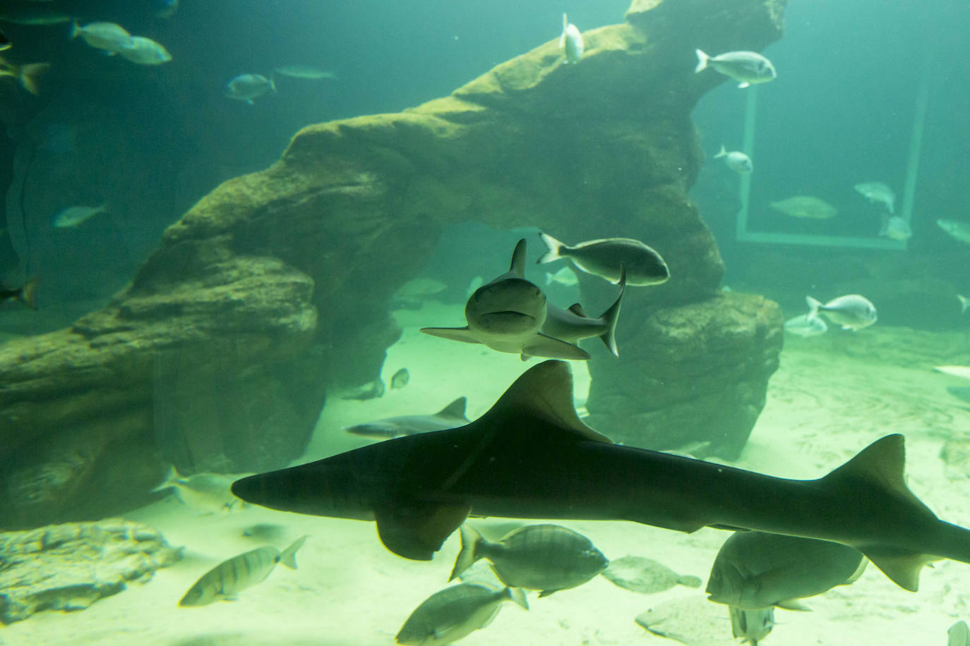 Fotos: Así son los tres nuevos tiburones grises del MMC