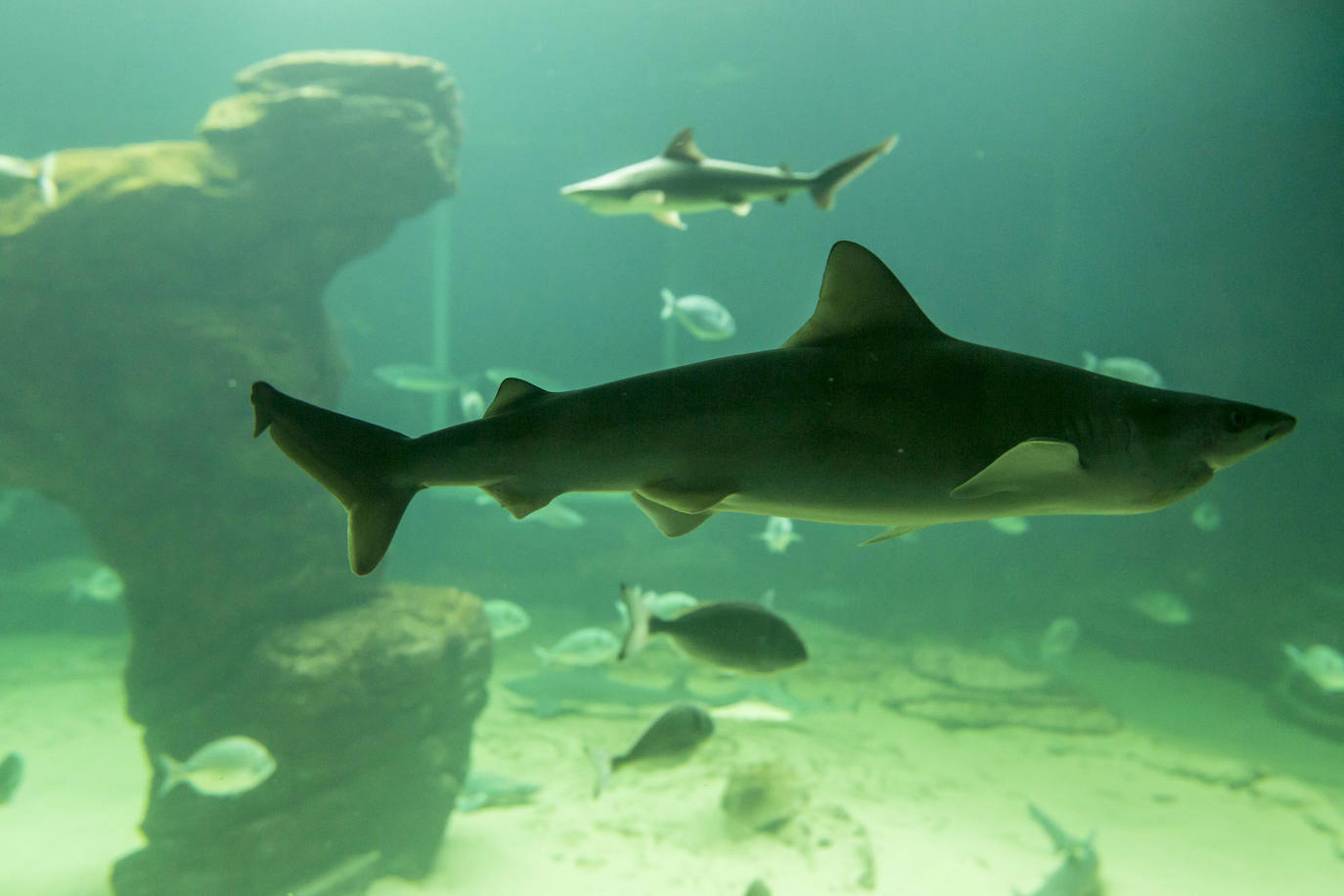 Fotos: Así son los tres nuevos tiburones grises del MMC