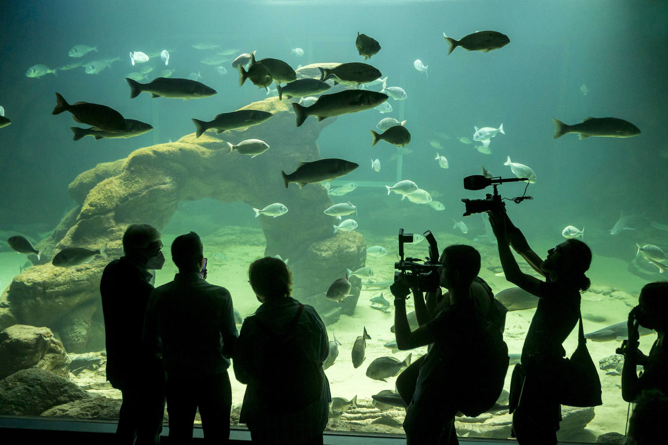 Fotos: Así son los tres nuevos tiburones grises del MMC