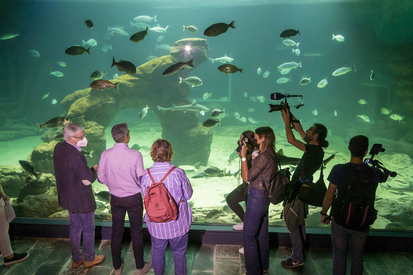 Fotos: Así son los tres nuevos tiburones grises del MMC