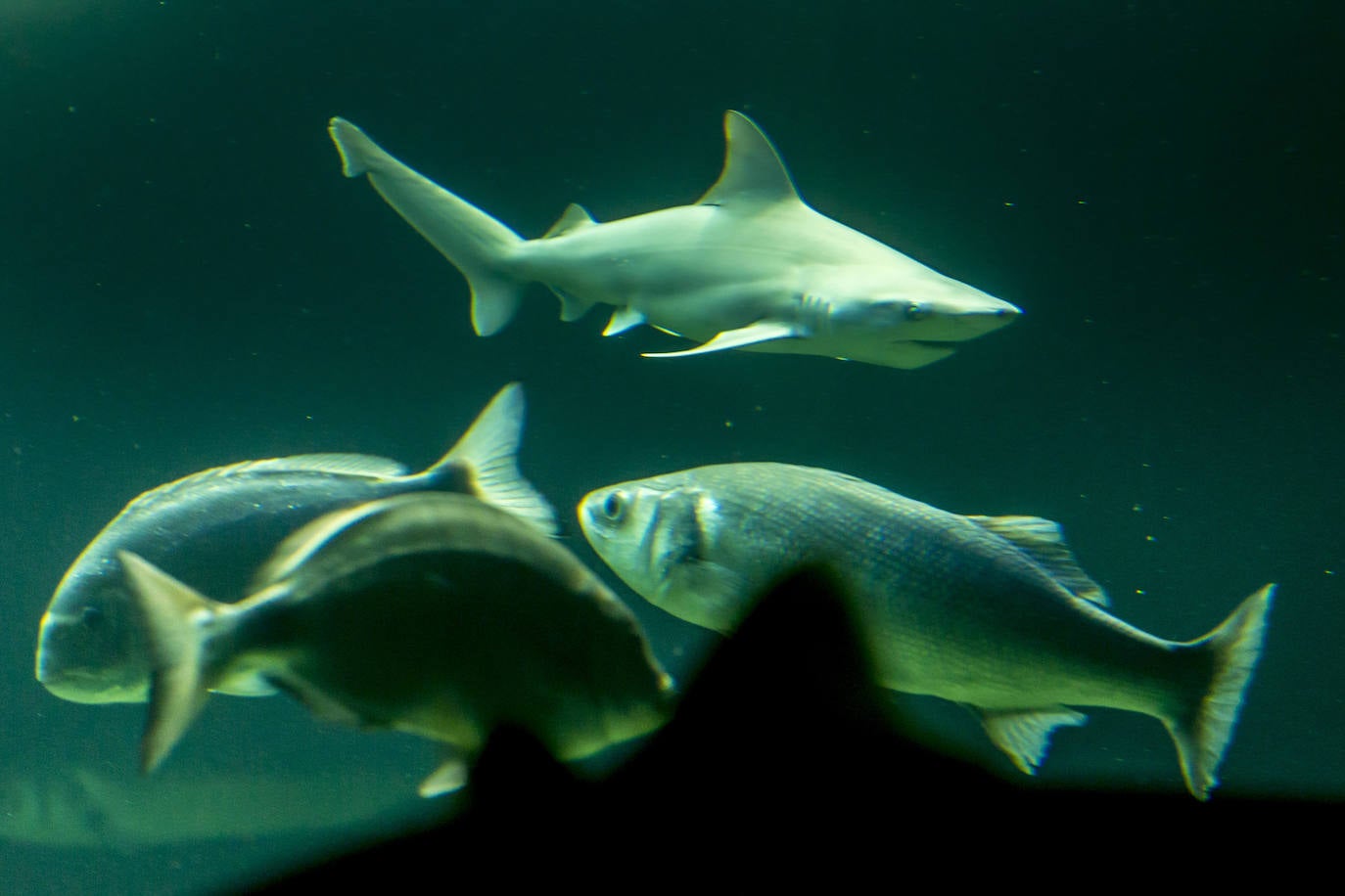 Fotos: Así son los tres nuevos tiburones grises del MMC