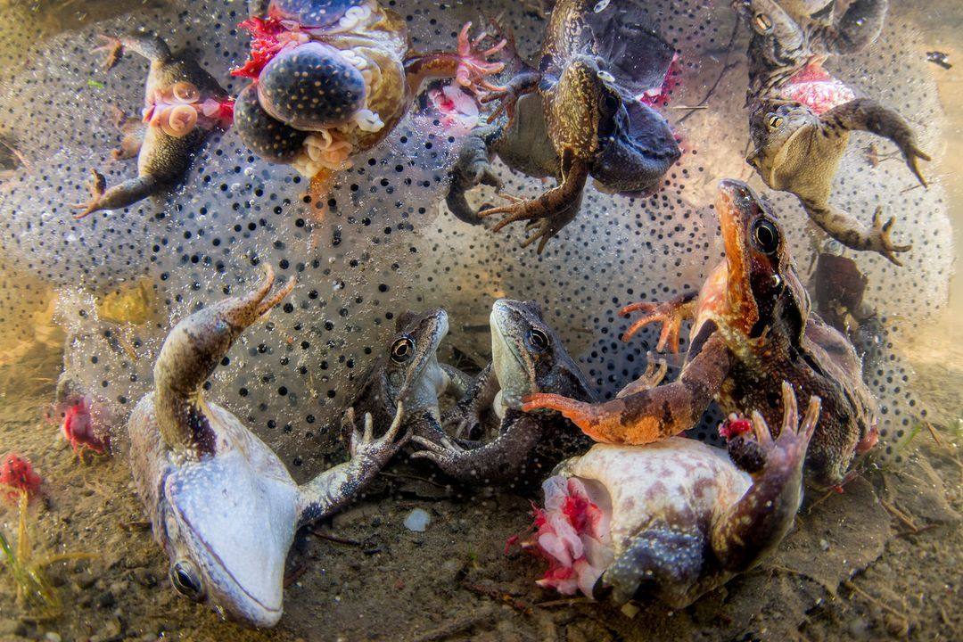 Covasna, Rumanía. Mientras viajaba por la región de los Cárpatos de Rumania, este fotógrafo se encontró con ranas cazadas en el momento del desove. Después de quitarles las patas para el consumo, los restos de las ranas se arrojan de nuevo al agua: un horrible remolino de huevas y vísceras, hábilmente compuesto en una escena trágica y desgarradora.