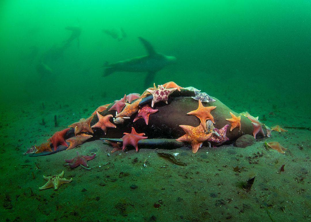 Bahía de Monterey, Estados Unidos. Batstars abarca un león marino sin vida en el fondo de la Bahía de Monterey. Si bien esta escena parece melancólica, puede estar seguro de que el león marino está retribuyendo a la comunidad con la que alguna vez nadó. Cuando los batstars se hayan saciado, cualquier cantidad de criaturas, grandes y pequeñas, podrán obtener energía y refugio de lo que queda atrás en los años venideros.