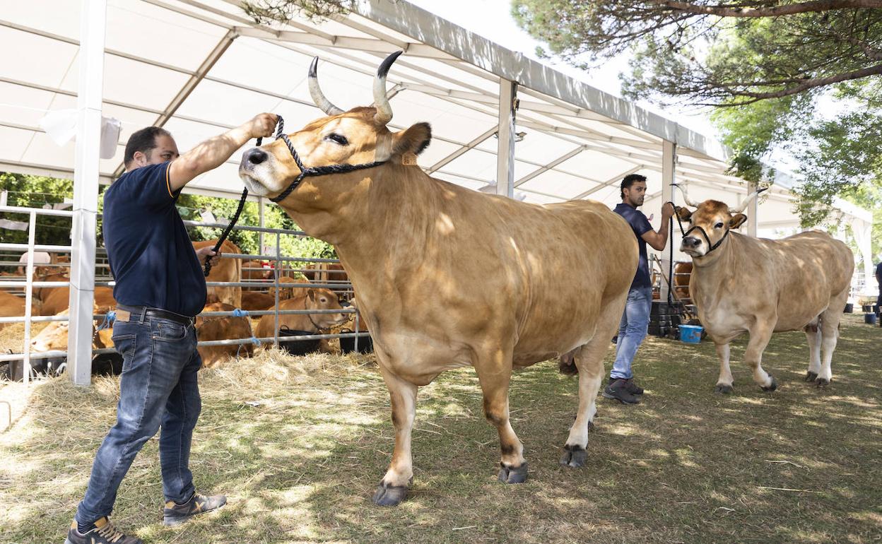 Dos ganaderos preparan a sus vacas para participar en el desfile en la explanada de Mataleñas. 