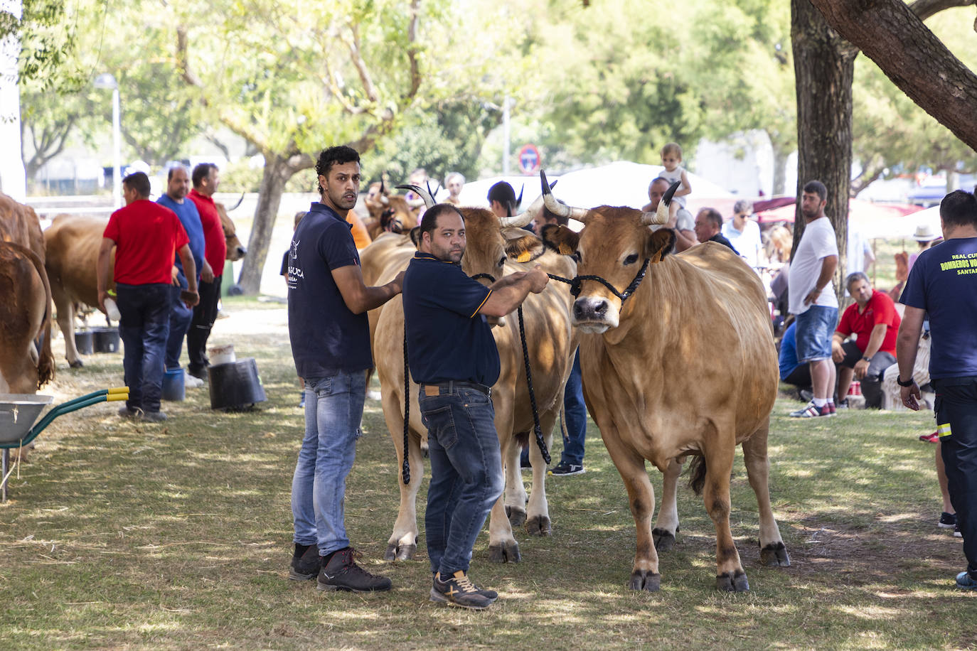 Fotos: Segunda jornada del I concurso de Ganado Vacuno de Mataleñas