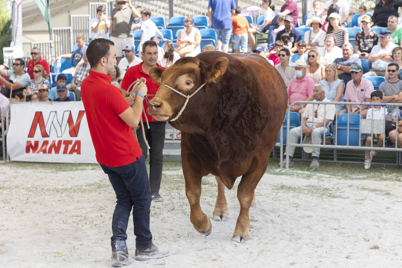 Fotos: Segunda jornada del I concurso de Ganado Vacuno de Mataleñas