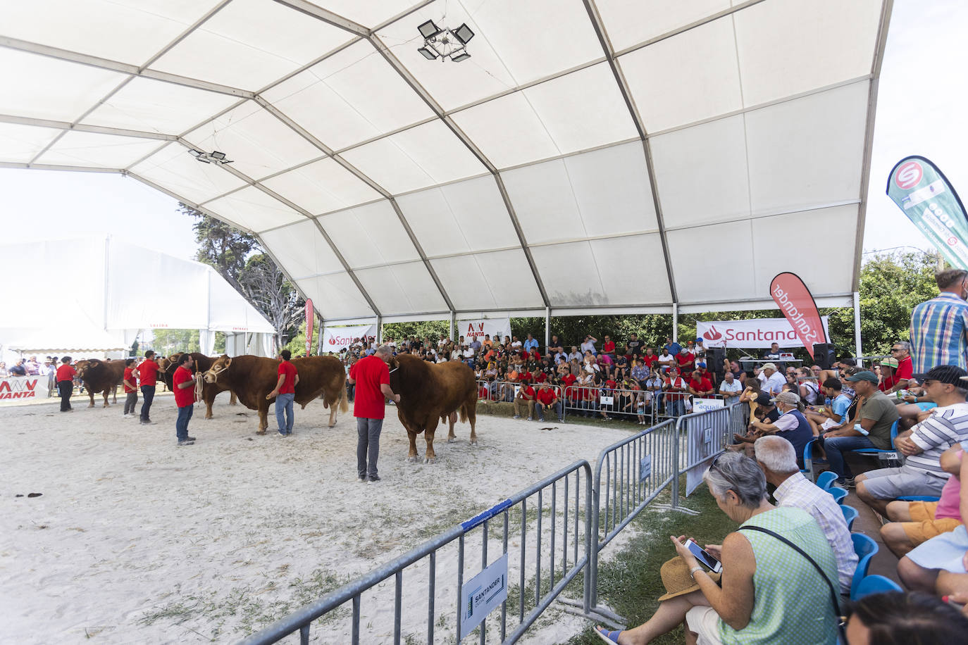 Fotos: Segunda jornada del I concurso de Ganado Vacuno de Mataleñas