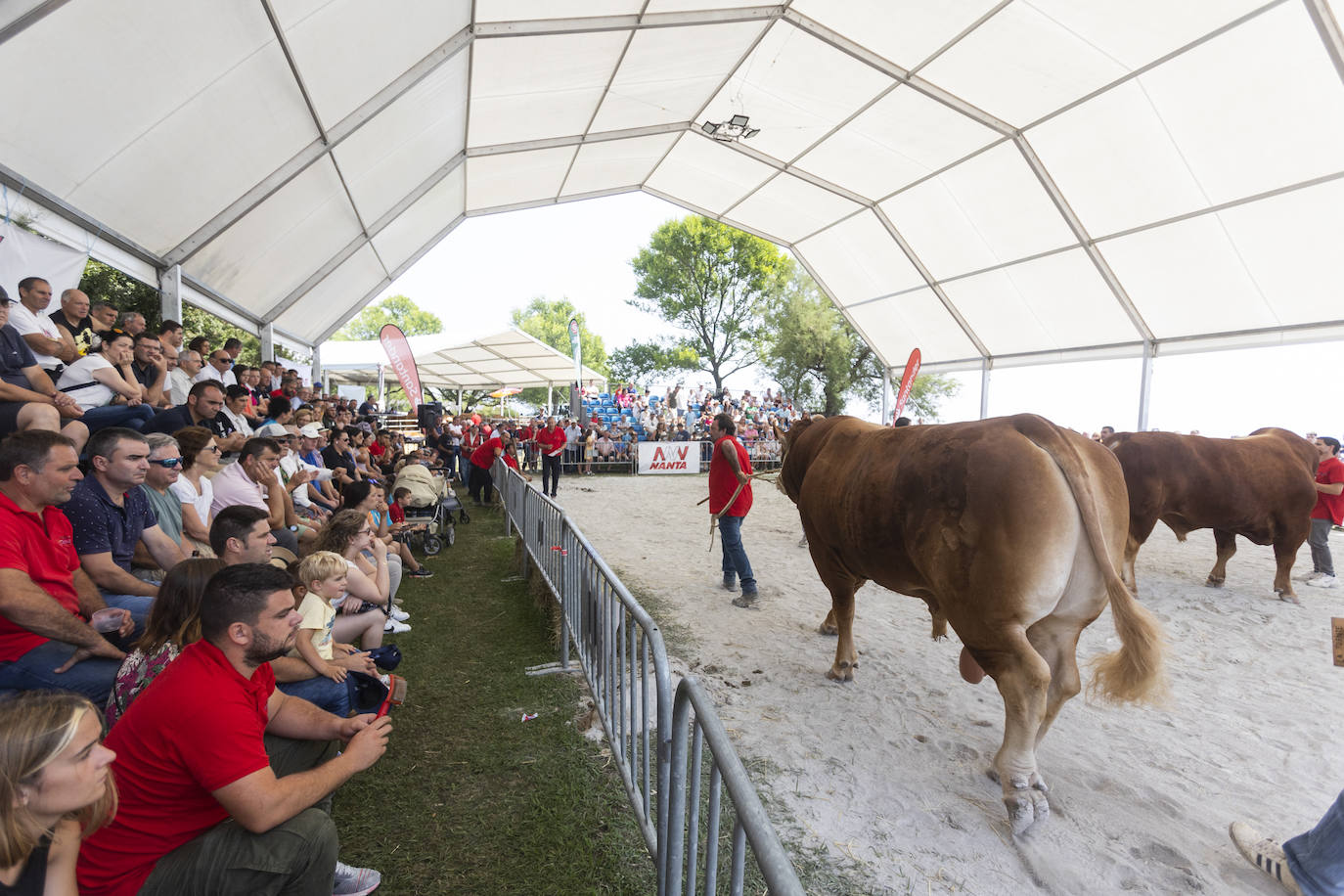 Fotos: Segunda jornada del I concurso de Ganado Vacuno de Mataleñas