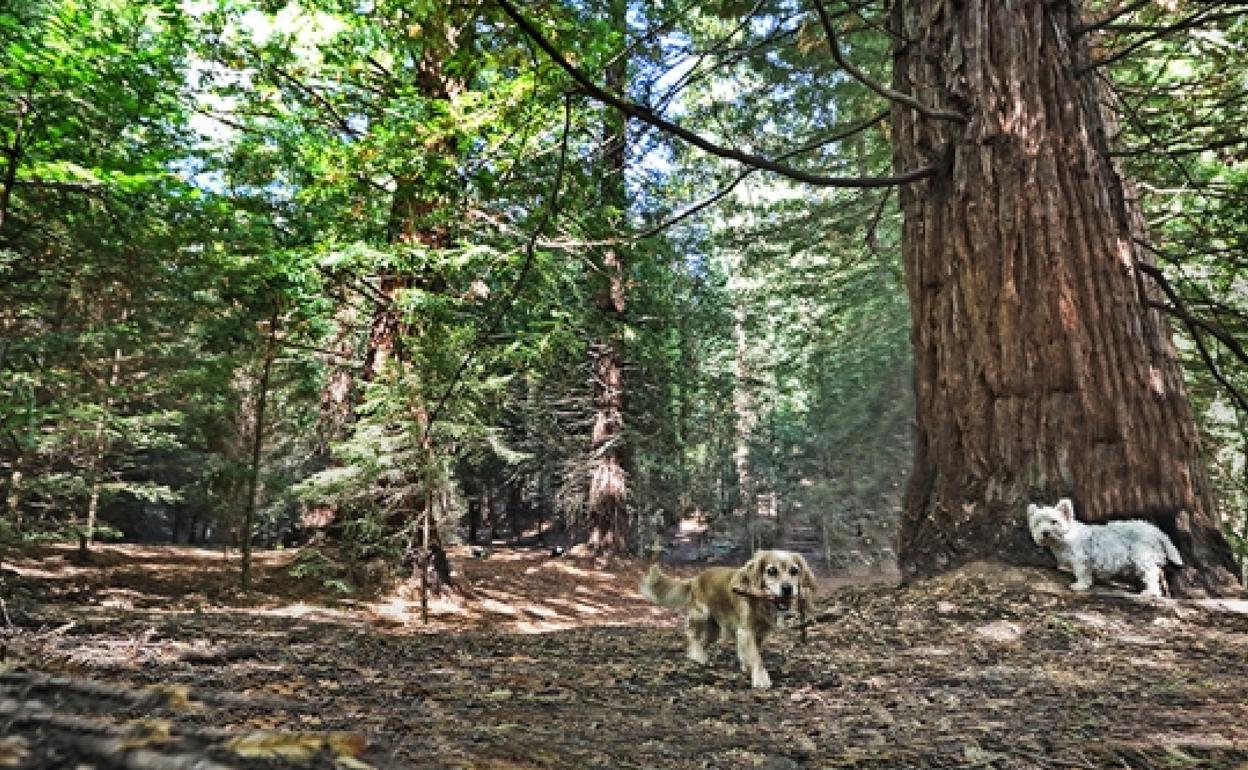 Dos perros en el bosque de las secuoyas de Cabezón de la Sal. 