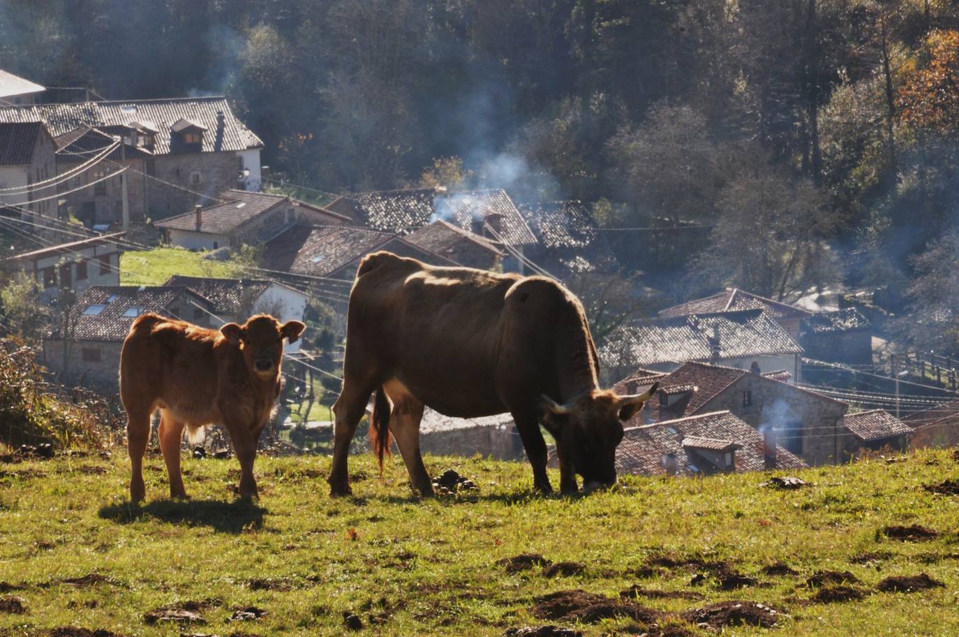 Fotos: Cicera, Pueblo de cantabria 2022, en imágenes