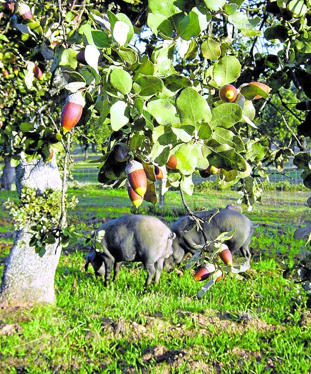 Montanera. Septiembre y octubre es la época en que la bellota madura, marcando la última etapa en la cría de los cerdos.