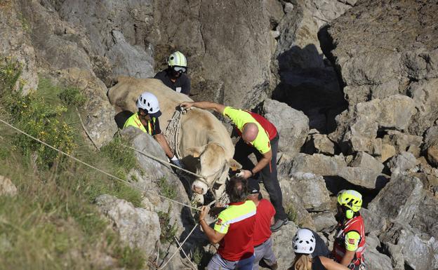 Momento en el que los rescatadores llegan hasta el animal