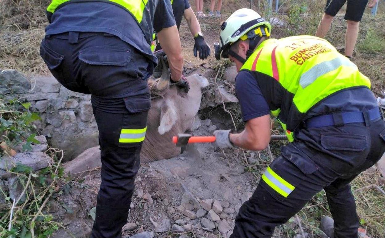 Otra vaca salvada por el 112 en un verano intenso en rescates de animales