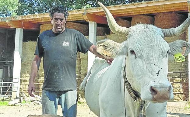 Coira, junto a uno de sus ejemplares de vaca pirenaica. 