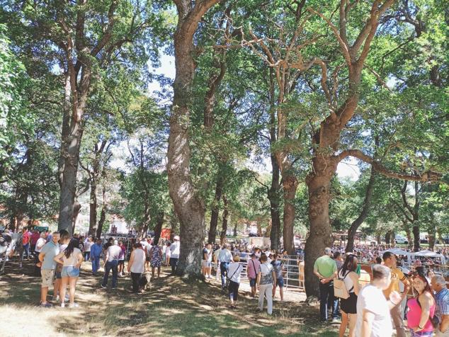 La espectacular arboleda en el límite con La Gándara ha acogido la fiesta