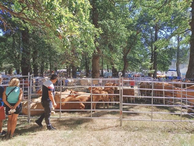 La espectacular arboleda en el límite con La Gándara ha acogido la fiesta