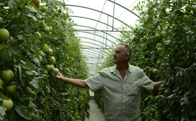 Carlos San Bartolomé Agricultor y uno de los encargados de la Finca Las Vegas (Val de San Vicente):  «Un buen tomate surje de una buena semilla y un cultivo responsable»