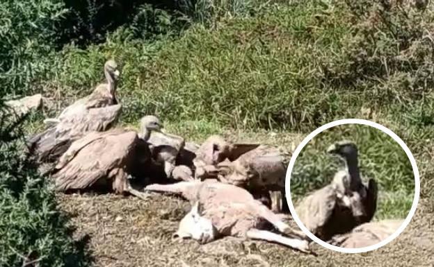 Una bandada de más de 50 buitres devora el cadáver de una oveja en Peña Cabarga