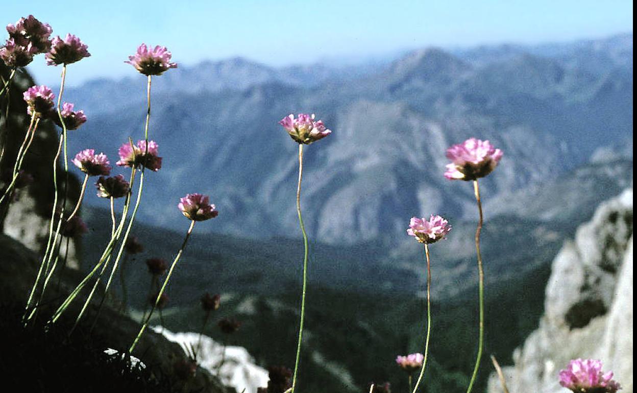 Flores en el entorno del Parque Nacional de Picos de Europa.