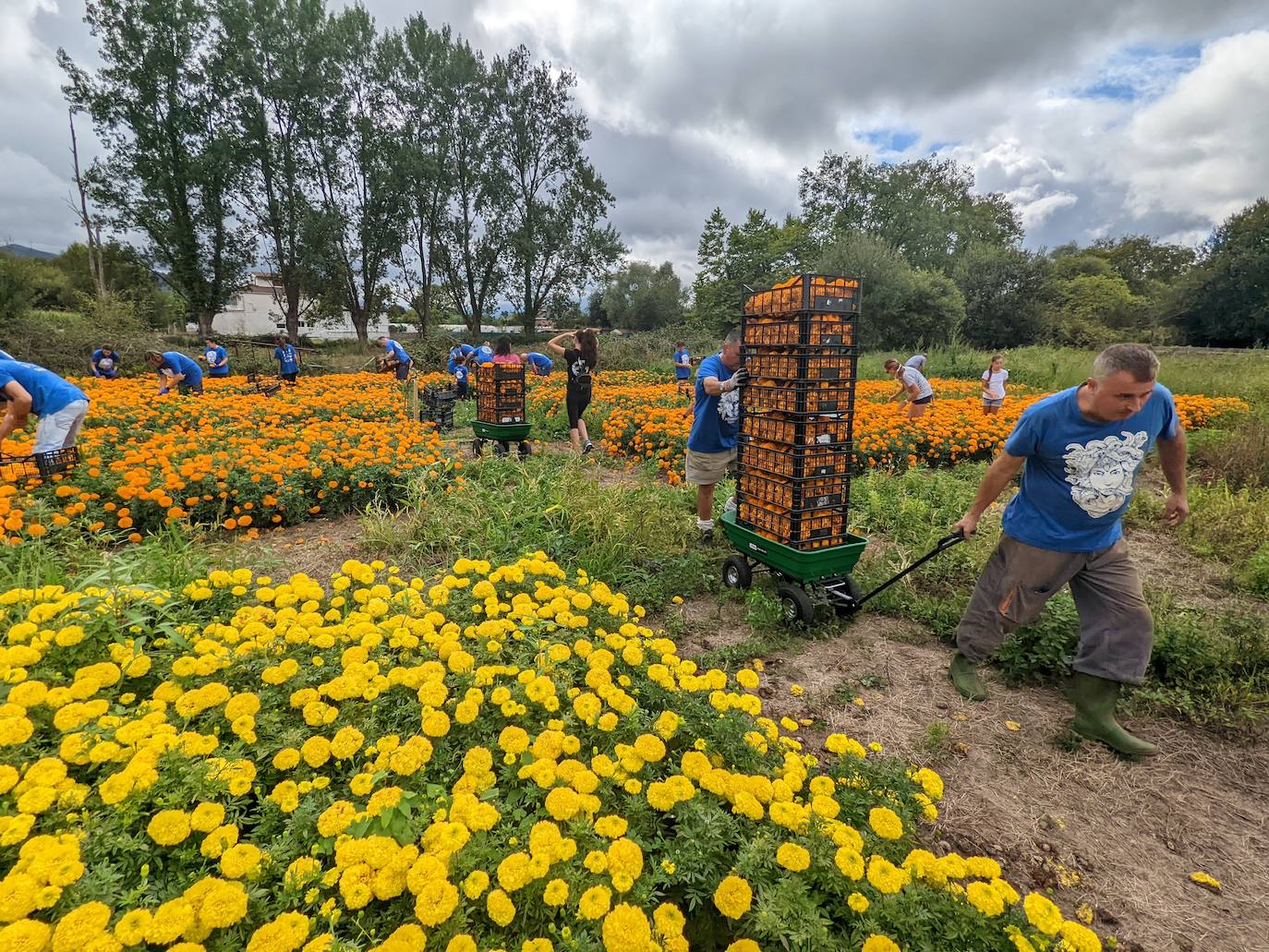 Fotos: La recogida para la Batalla de las Flores, en imágenes