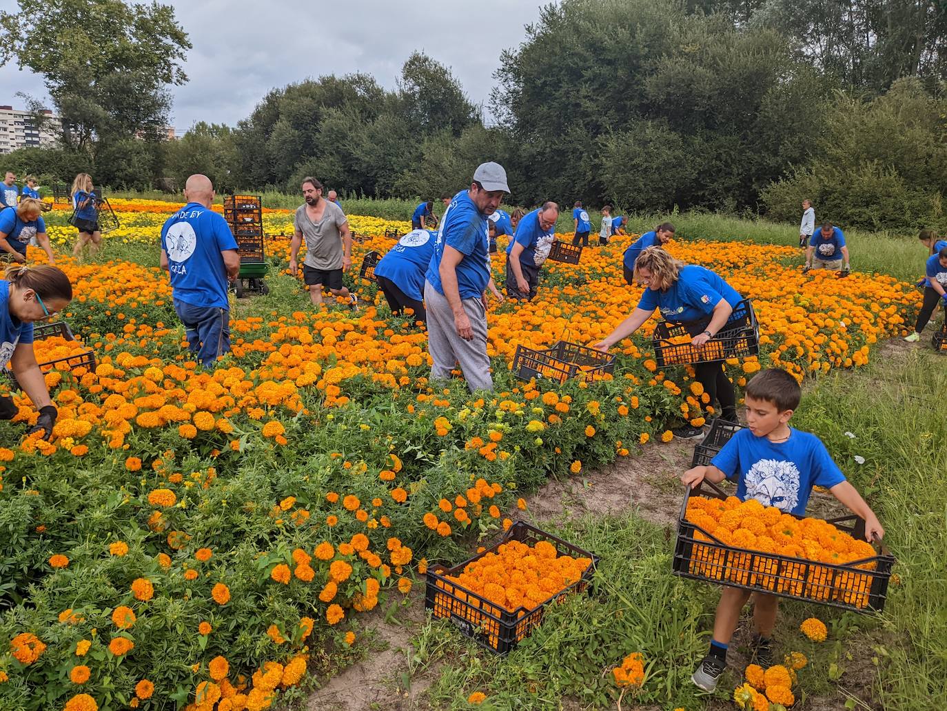 Fotos: La recogida para la Batalla de las Flores, en imágenes