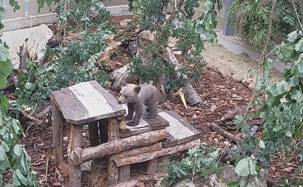 El osezno Martín durante una jornada de recuperación en el centro cántabro.