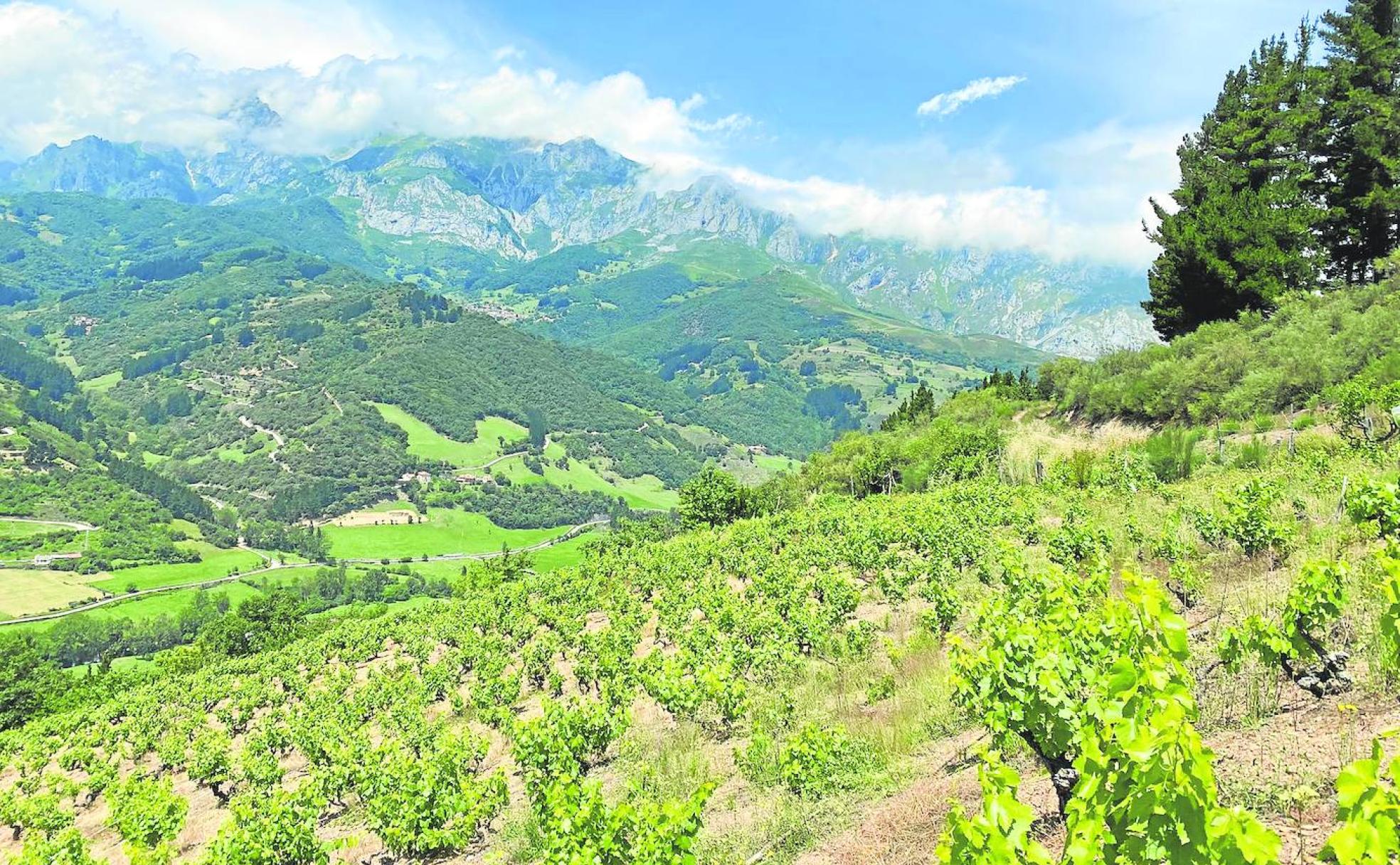 Los viñedos en ladera forman parte del histórico paisaje de la comarca de Liébana. 