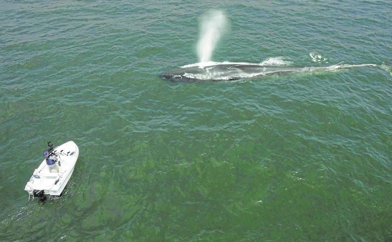 Diego de Vallejo, filmando un avistamiento de rorcual común, la segunda ballena más grande del mundo, frente a la costa cántabra. 