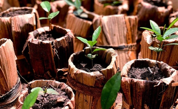 Las macetas biodegradables como alternativa al plástico.  