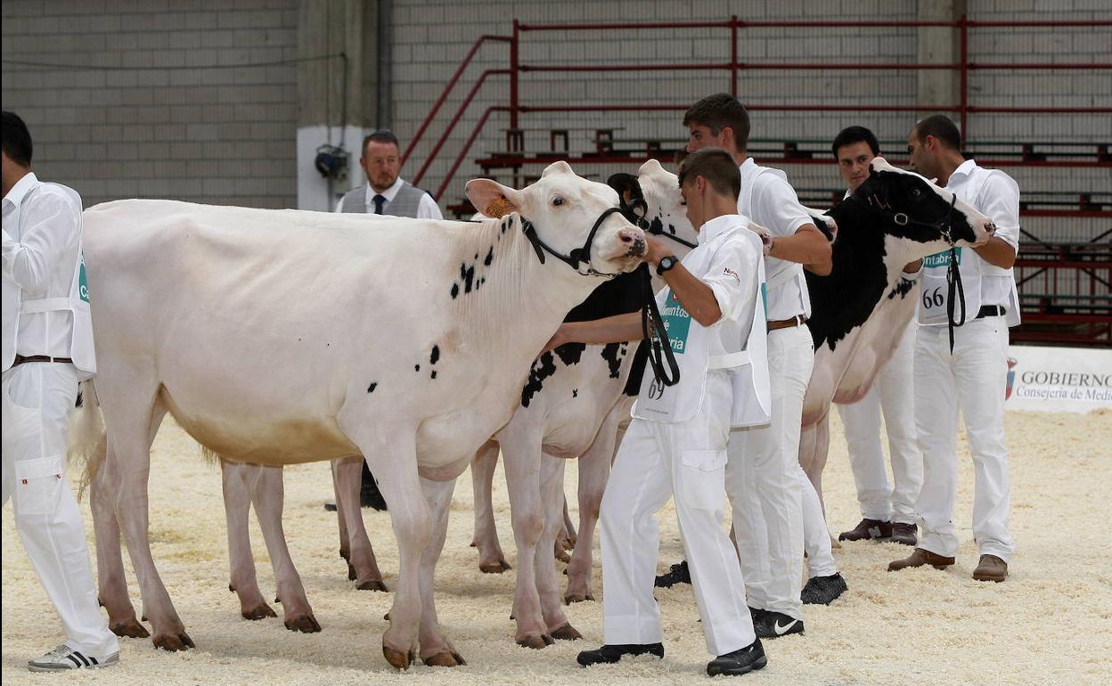 Cantabria elige este sábado a su mejor vaca frisona