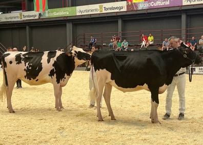 Imagen secundaria 1 - Llera Byway Lerela, gran campeona en el regional de frisonas de AFCA