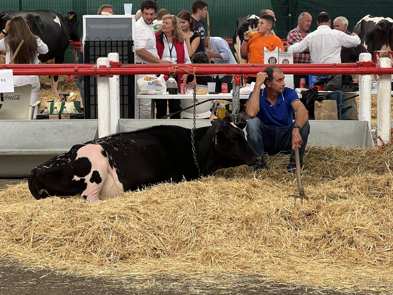 Fotos: Imágenes del Regional de vacas frisonas