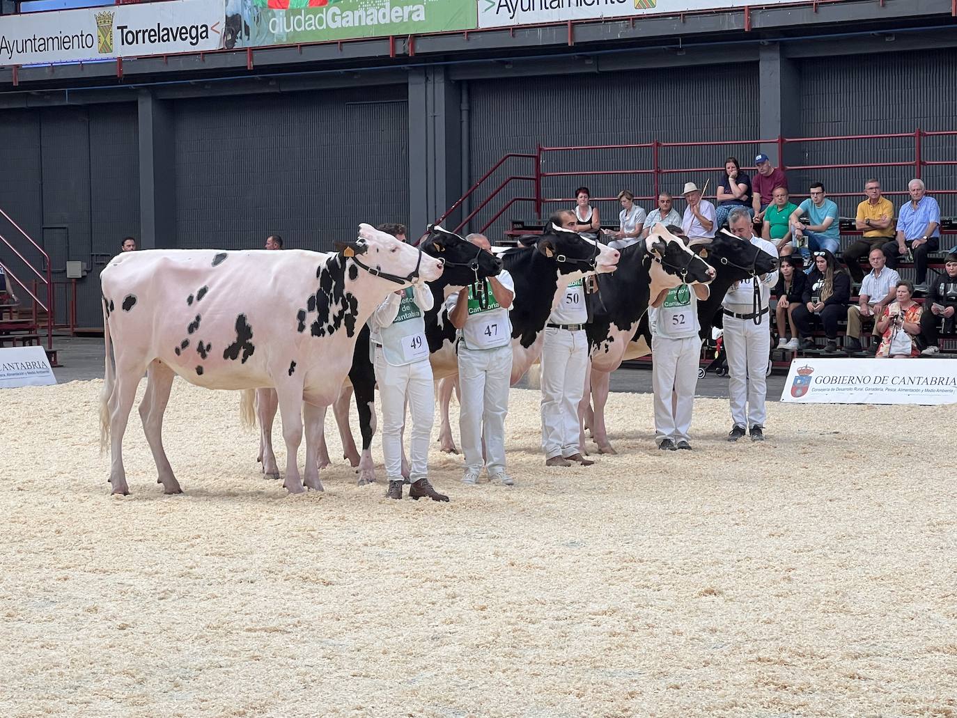 Fotos: Imágenes del Regional de vacas frisonas