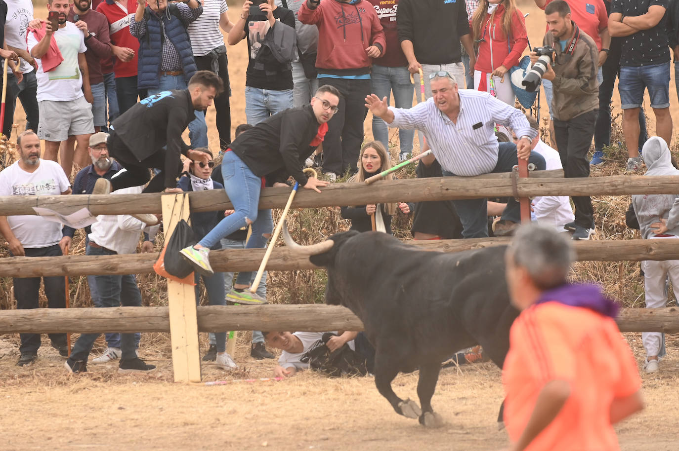 Fotos: El encierro del Toro de la Vega, en imágenes