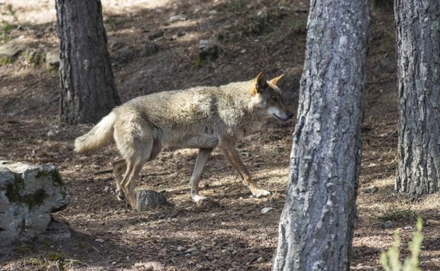 El TSJC no acepta por el momento la suspensión de urgencia de los permisos de caza del lobo en Cantabria