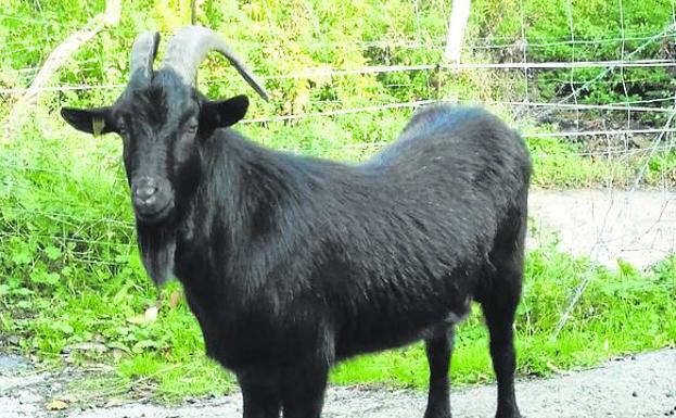 Imagen principal - Arriba, cabra del Asón. Abajo, gallina cántabra y oveja carranzana variedad negra.