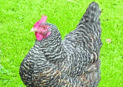 Imagen secundaria 1 - Arriba, cabra del Asón. Abajo, gallina cántabra y oveja carranzana variedad negra.