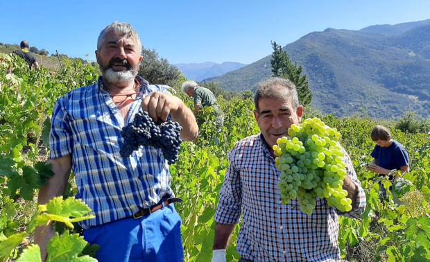 Dos de los viticultores enseñan la buena calidad de los racimos de uva. 