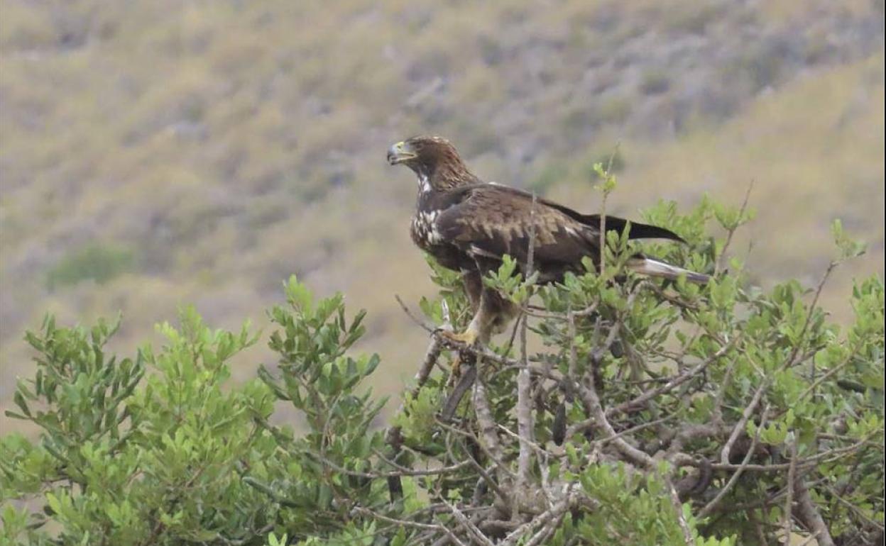 Ruta en bici por los humedales de El Astillero para celebrar el Día de las Aves