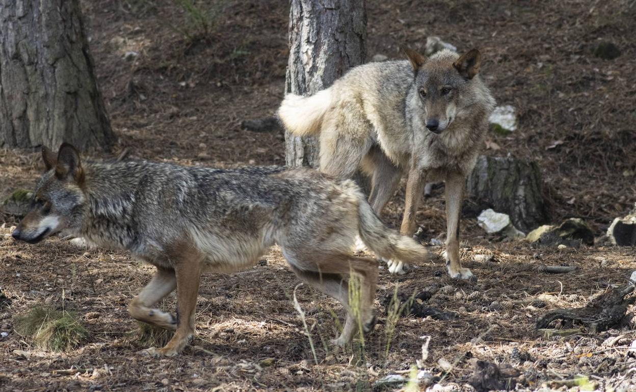 «Vamos a ir a todas las instancias judiciales posibles para controlar la población de lobos»