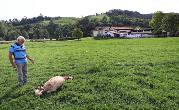 Cantabria sufre 941 ataques de lobos y 1.350 reses muertas en diez meses