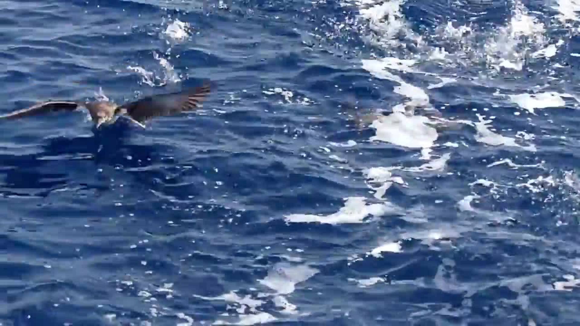 El pájaro con el canto más feo del mundo