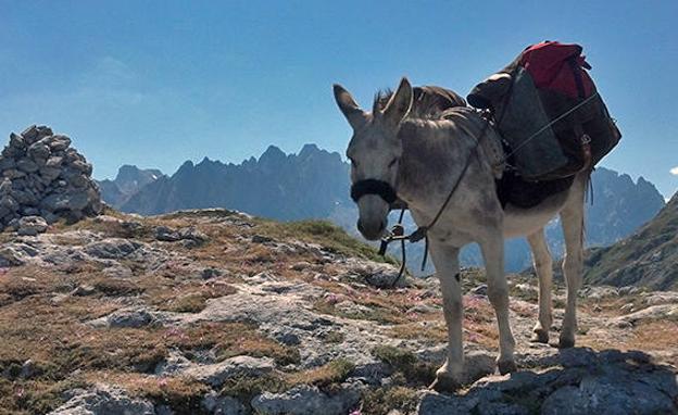 Los porteos hasta Ario, auxiliados por burros, se llevan a cabo hasta tres veces por semana en la temporada de verano.