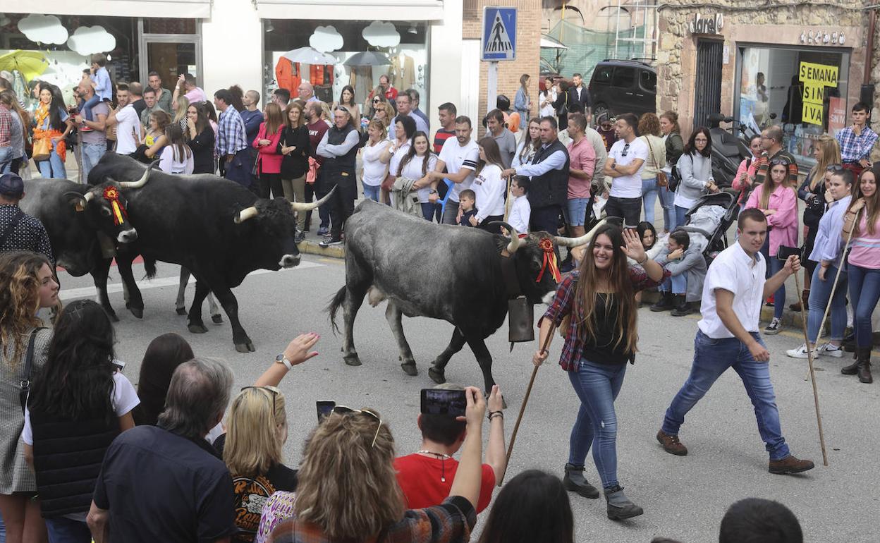 Las tudancas se exhiben en Cabezón