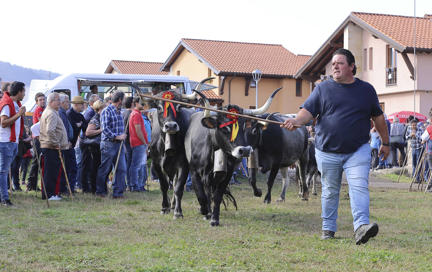 Fotos: Las tudancas se lucen en Cabezón de la Sal