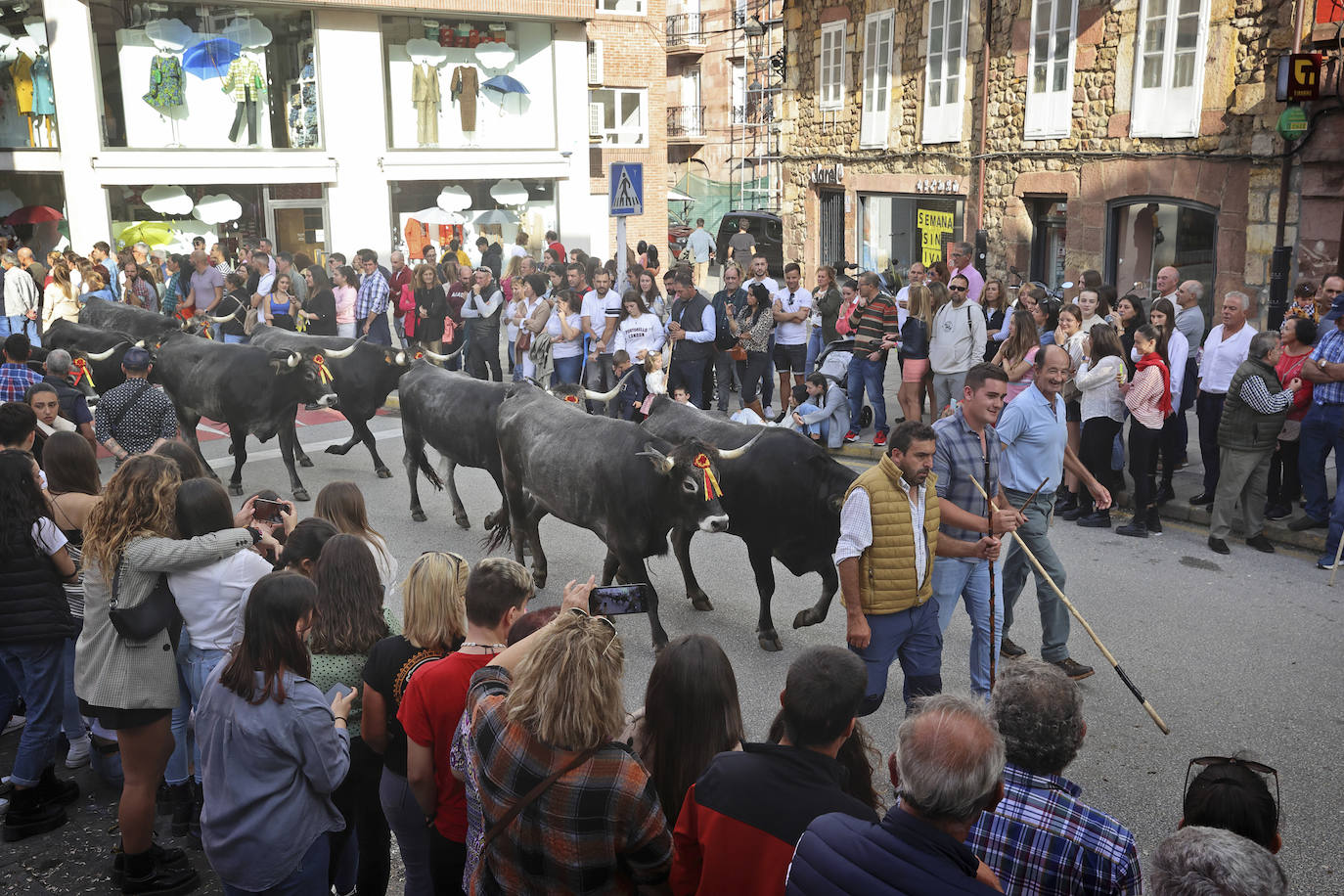 Fotos: Las tudancas se lucen en Cabezón de la Sal