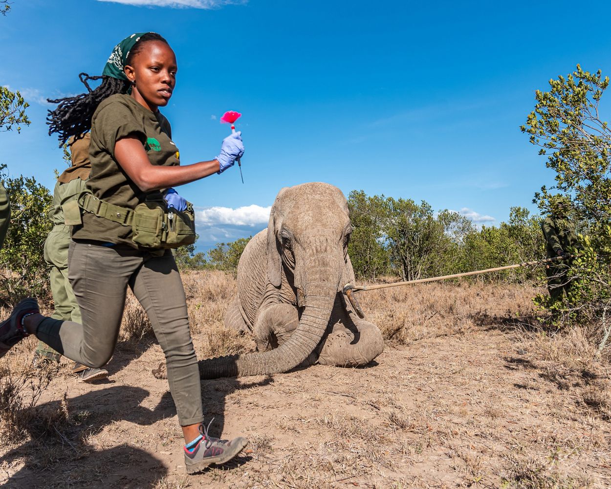 Un veterinario trabaja rápidamente para diagnosticar y tratar la herida de una cría de elefante. 